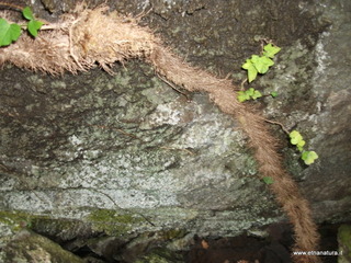 Grotta Pisciteddu